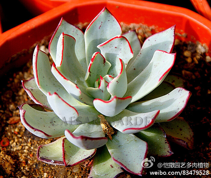 ‘新红’窄花石莲（Echeveria strictiflora 'Nova'），景天科石莲花属（拟石莲属），叶缘红色。原种叶缘绿色