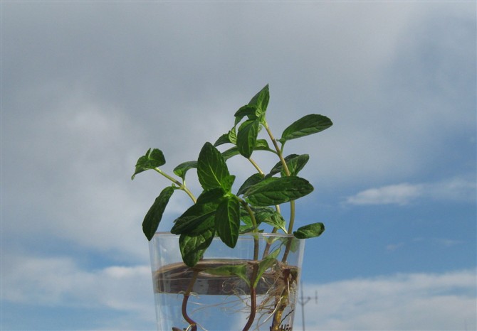 2011-04-23天空中的小薄荷，那次是第一次水培薄荷，后来长的也很好，出了好多小幼苗。