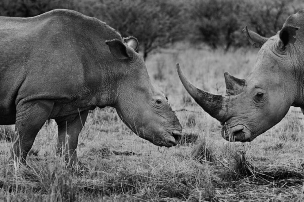 攝影獎項：World Press Photo，攝影師：Brent Stirton，拍攝作品：一隻在盜獵中倖存下來的母犀牛（左）與她的配偶在一起。