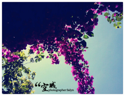 多大片的紫藤萝啊