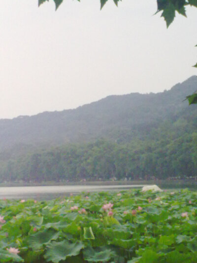 远山，夏河——西湖荷花池