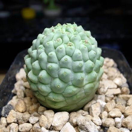 萝藦科 Larryleachia cactiformis var. cactiformis 佛头玉