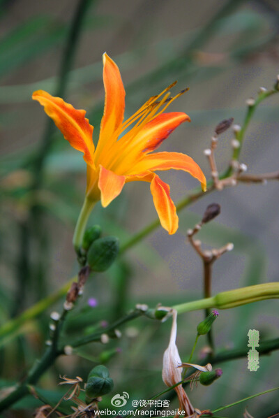 萱草：学名：Hemerocallis fulva，萱草科萱草属植物。别名众多，有“金针”、“黄花菜”、“忘忧草”、“宜男草”、“疗愁”、“鹿箭”等名。