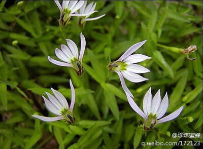 鱼尾草，半边莲，形似一半莲花而得名，花色有蓝白，酒红春季至初夏开花可组合盆栽观赏。