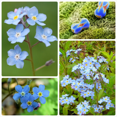 勿忘我，紫草科勿忘草属，学名：Myosotis sylvatica，又名勿忘草，分布于欧洲、西亚、东南亚以及中国大陆等地，生长于海拔200米至4,200米的地区，多生于山地林缘、山坡、林下以及山谷草地。