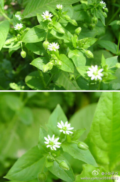 石竹科 鹅肠菜属 鹅肠菜 又称牛繁缕