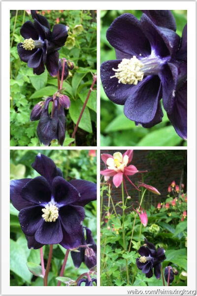 耧斗菜 Aquilegia 别名血见愁、猫爪花。毛茛科，耧斗菜属。原产欧洲。花语：胜利。传说古希腊人为维护家园而战，战士们都是近距离搏斗，而耧斗菜生长在沟谷的乱石堆里，它见证着战争，也见证了胜利的一方。