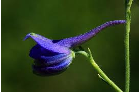 云南翠雀花（学名：Delphinium yunnanense）又称月下参（植物名实图考），小草乌、鸡脚草乌（云南），倒提壶（贵州盘县）为毛茛科翠雀属的植物，是中国的特有植物。