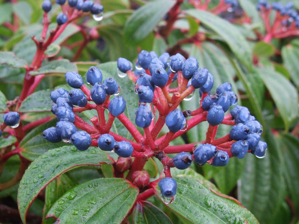 川西荚蒾，迷倒众生的红蓝组合！ {川西荚蒾。学名：Viburnum davidii，五?；萍陨o属植物，为中国特有植物。分布于四川等地，生长于海拔1,800米至2,400米的地区，一般生于山地