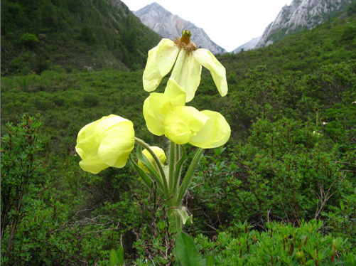 金缘绿绒蒿 属罂粟科（Meconopsis Vig.），是罂粟科中较大的一属，分布于东亚的中国喜马拉雅地区。