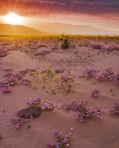 沙漠中的花，也能开出绚烂的颜色