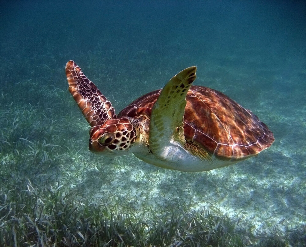 turtle龟甲鱼seaturtle海龟