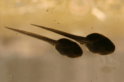 tadpole 蝌蚪