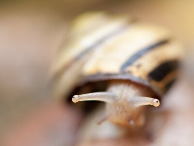 snail 蜗牛 (antenna 触角, shell 壳) a small creature with a soft body and a hard protective shell.