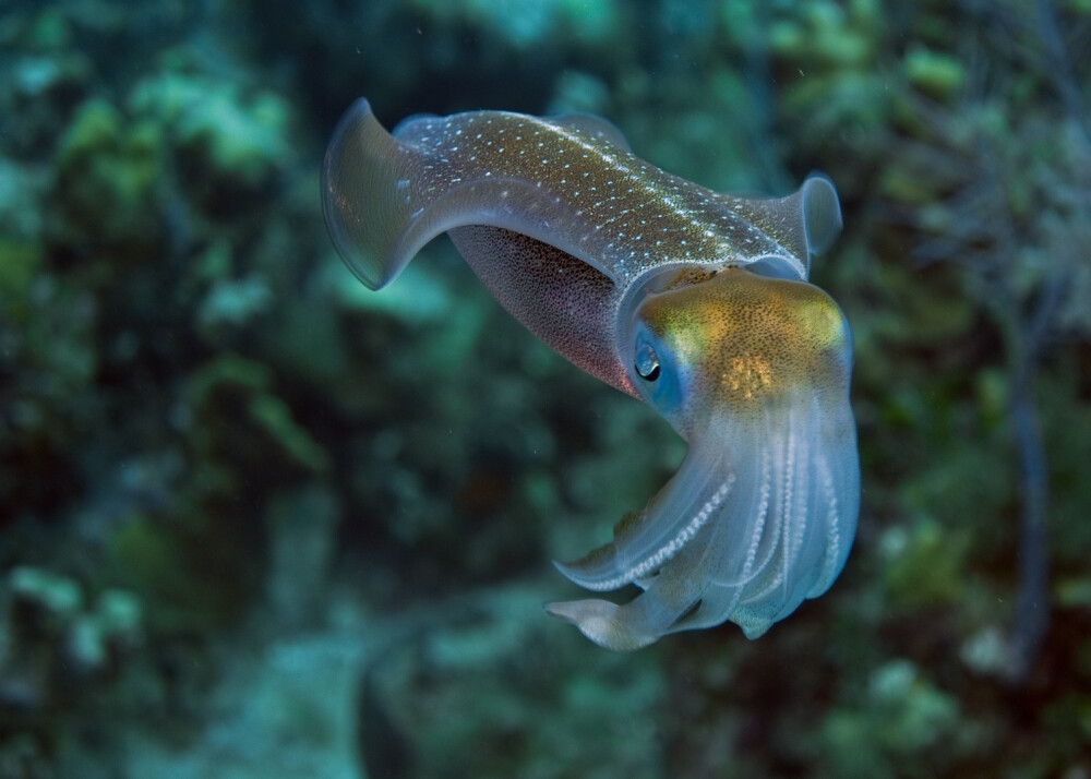 squid 乌贼 a sea creature with tentacles.