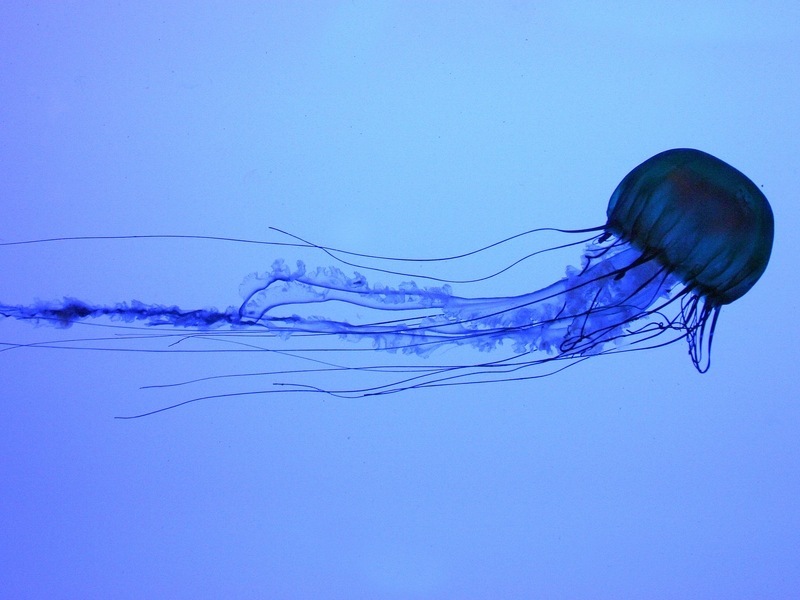 jellyfish水母海蜇tentacle触角触须
