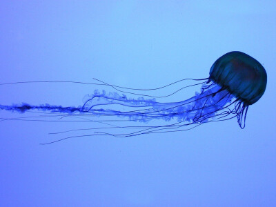 jellyfish 水母；海蜇 （tentacle 触角，触须）