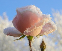 雪花