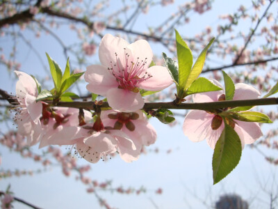 去年今日此门中，人面桃花相映红。