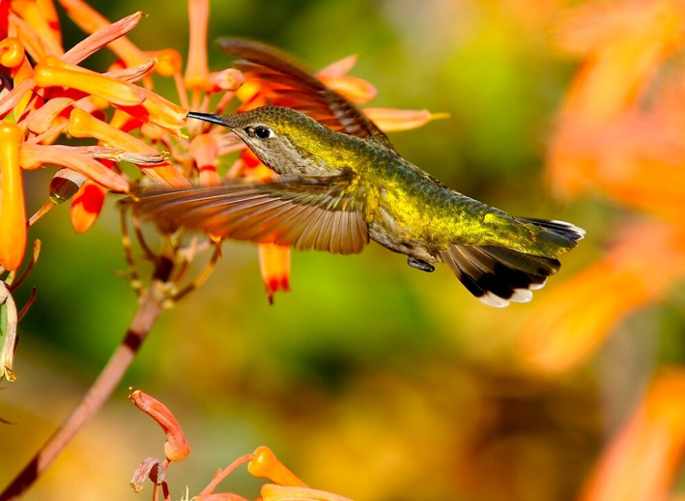 hummingbird 蜂鸟