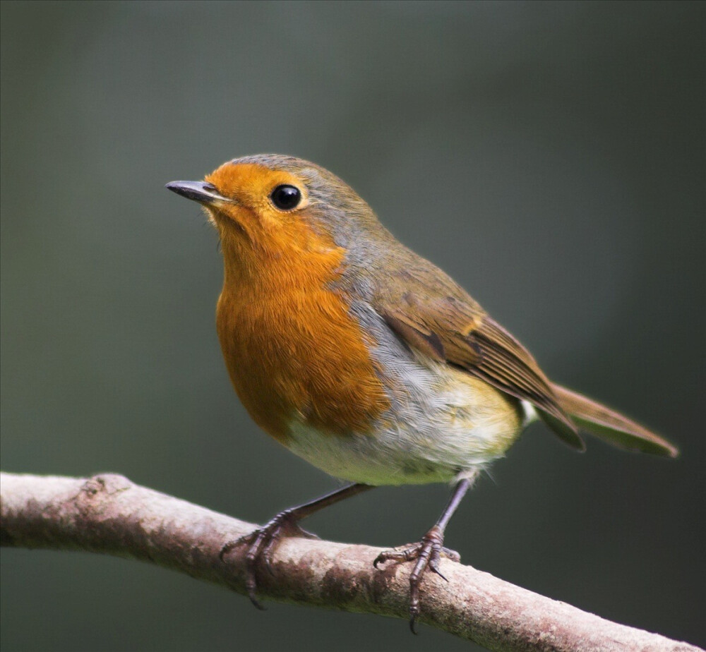 robin 知更鸟