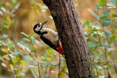 woodpecker 啄木鸟