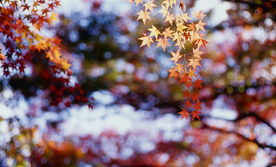 It is raining stars.Exquisite, Rosemary.