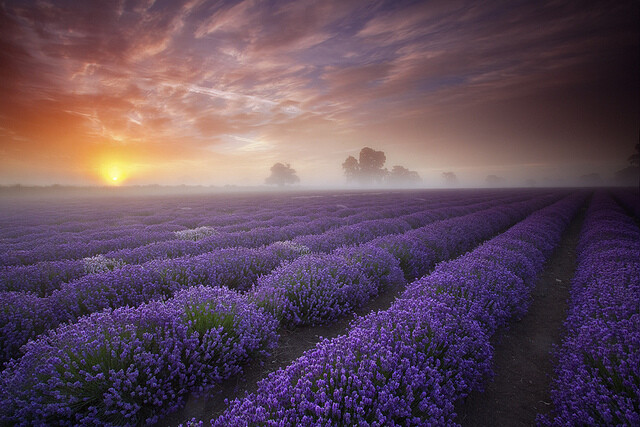 Lavender Sunrise