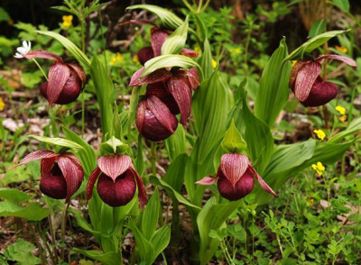 中文学名： 西藏杓兰 二名法： Cypripedium tibeticum King ex Hemsl 界： 植物界 门： 被子植物门(Angiospermae) 纲： 单子叶植物纲(Monocotyledoneae) 亚纲： 百合亚纲(Liliidae) 目： 兰目(Hydrocharitaceae) …