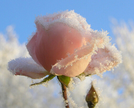 冰雪没有阻档爱情，而是让她更加美丽和珍贵。