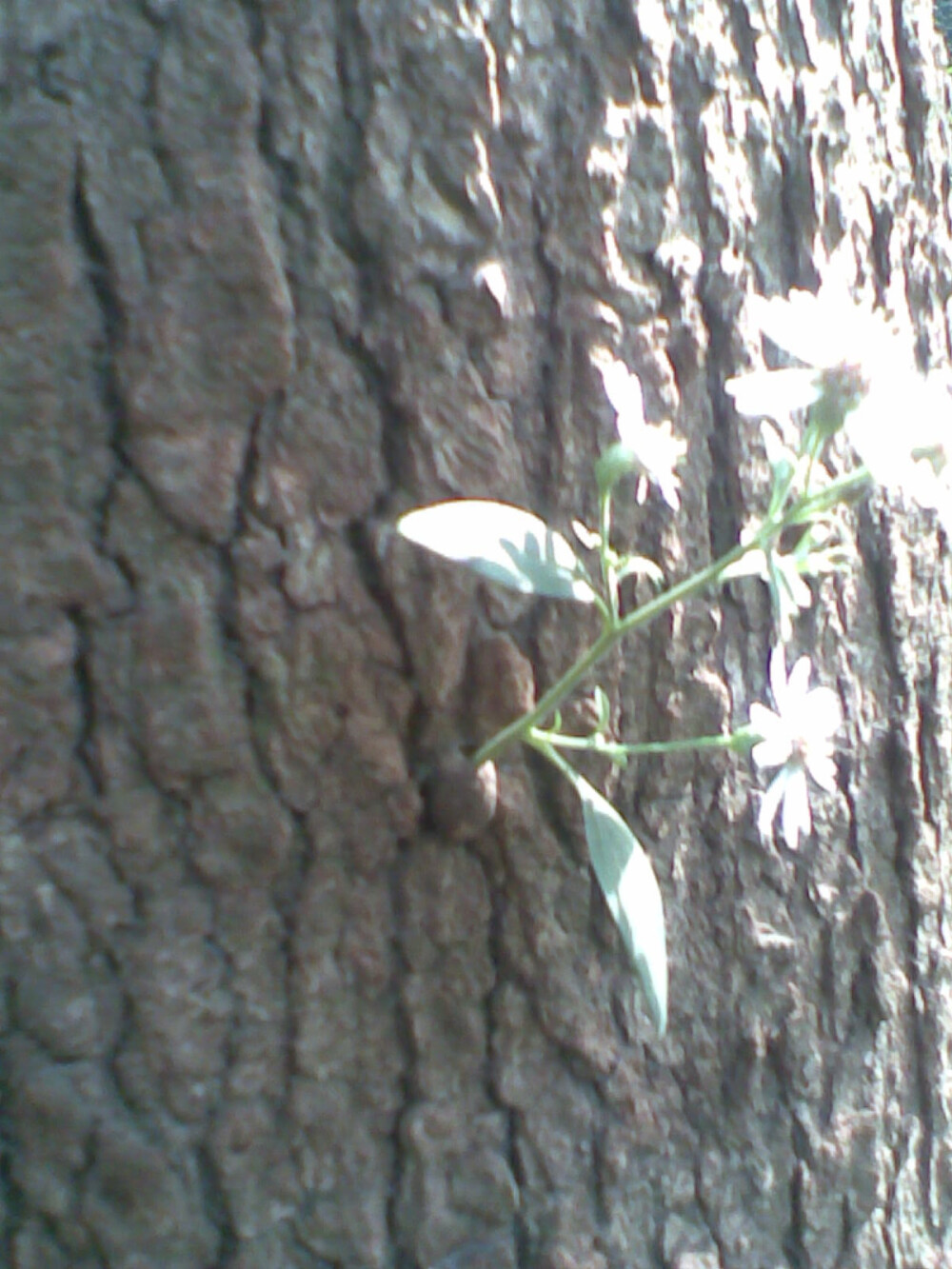 小草 生长在树上的 一个 昆虫壳里