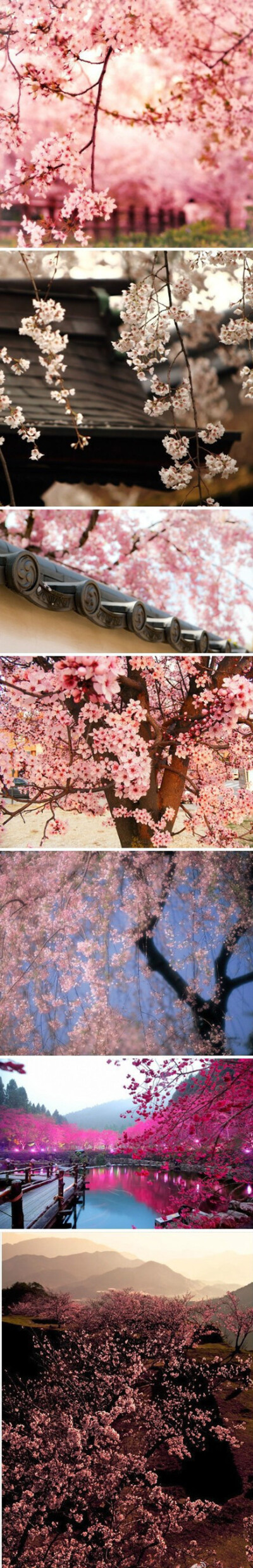 小园新种红樱树，闲绕花枝便当游~