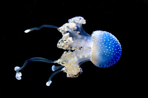 原产于西太平洋的斑点水母，这个物种现在也入侵到了北美洲，它们满身的斑点萌情尽显，像不像潘多拉星球上的可爱毒蘑菇