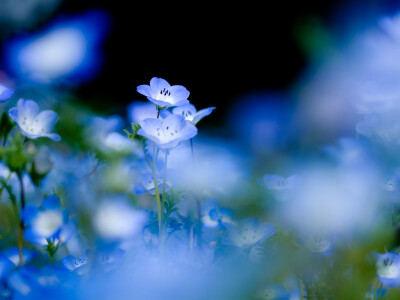 待到百花烂漫时