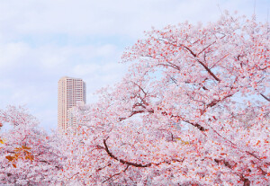 城市之中的花朵