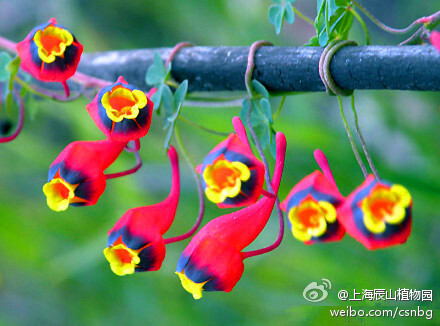 三色旱金莲（Tropaeolum tricolor），旱金莲科旱金莲属