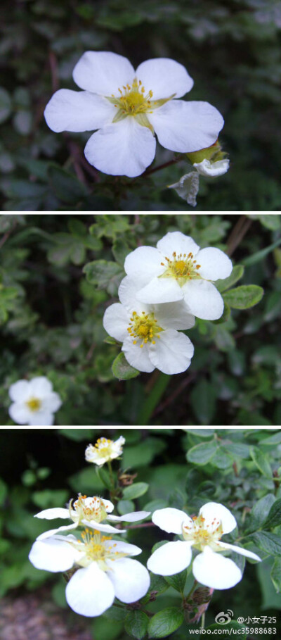 银露梅 Potentilla glabra,蔷薇科委陵菜属 ~