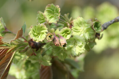 御衣黄樱，学名 Prunus lannesiana Wils. cv. Gioiko，是极为珍罕的日本樱花名品，于4月下旬开花，属于晚樱类。因樱花淡绿发黄的颜色近似天皇及皇族的服装色，而得名御衣黄~