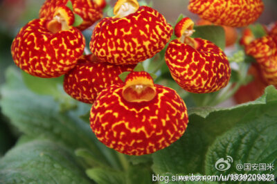 蒲包花，学名 Calceolaria herbeohybrida ，别 名：荷包花 ，原产于南美洲墨西哥、秘鲁、智利一带，玄参科蒲包花属