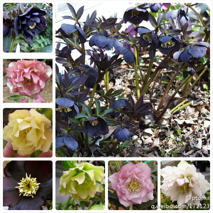 Helleborus L. 铁筷子属，又名嚏根草属、圣诞玫瑰属，是属于毛茛科的多年生草本植物，属内约有20个种，其中有很多种类是有毒植物。