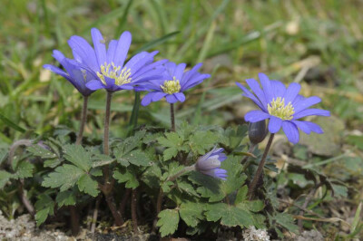 盛开在陆地上的莲花！毛茛科、银莲花属，银莲花~ {摄影：naturgucker.de}