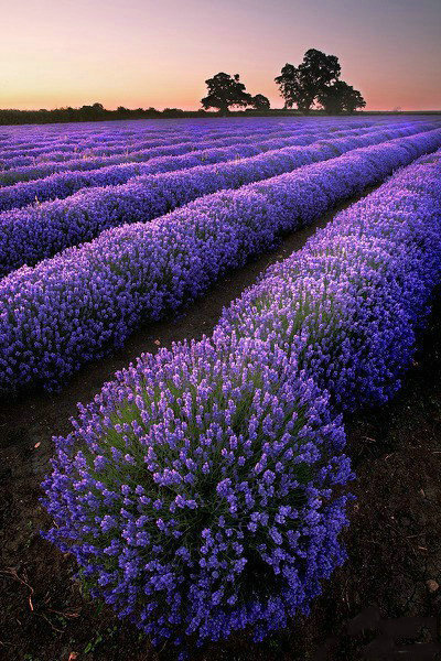 Provence