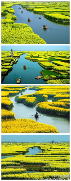 江苏兴化油菜花…