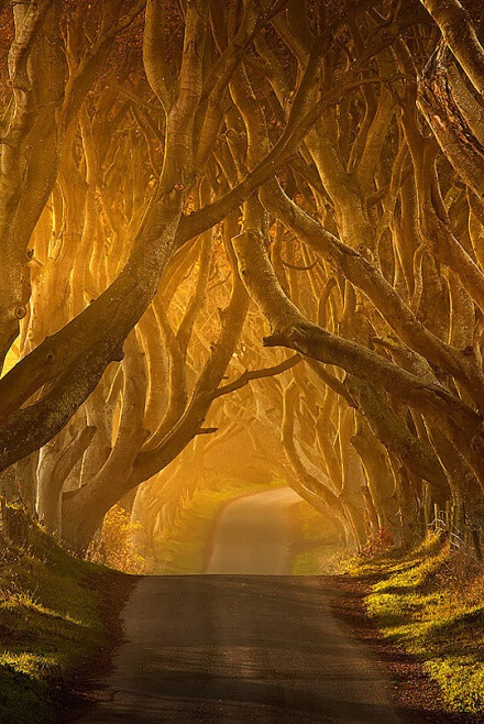 【The Dark Hedges】北爱尔兰素有绿王国之称，属英国政府管辖，首都贝尔法斯特(Belfast)。这里自然风光优美，空气清新，广袤的绿色草原和数不清的清山绿水勾勒出北爱兰独有的以“绿色”为主线的自然景观。现代的生机与历史的底蕴在这里和谐并存，看看这条路你就知道了。