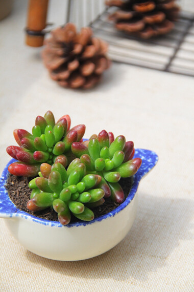 多肉植物，双耳小碗