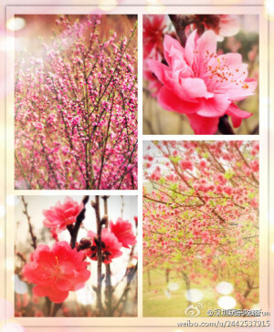 美丽的桃花  快快绽放吧