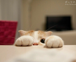 悄悄地看看你，