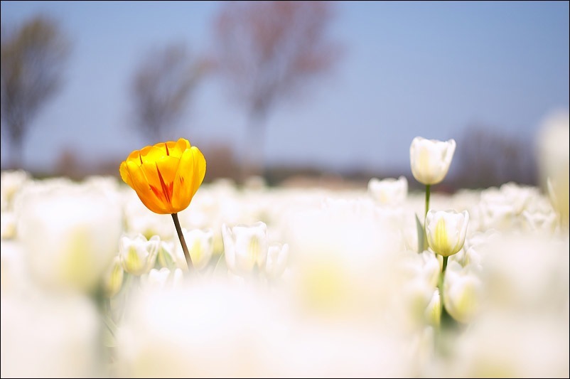 tulip 郁金香