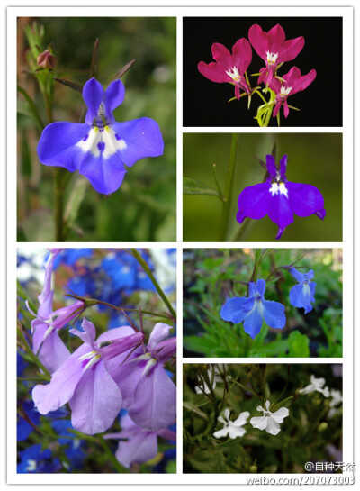 五彩纷呈的花裙子！ 六倍利：学名 Lobelia erinus 别名：翠蝶花、山梗菜、半边莲，山梗菜科山梗菜科属一年生草本。原产于南非，现在我国大部分地区有种植 ~