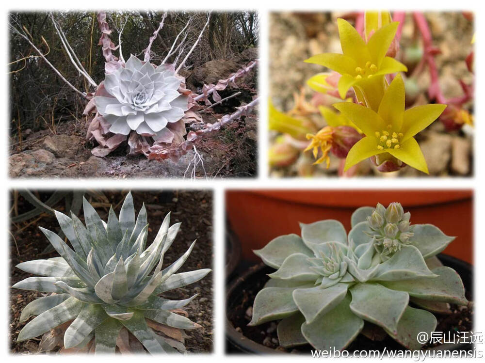 仙女杯属（Dudleya），又称粉叶草属，约46种及17种下等级。属学名以19世纪植物学家威廉·罗素·达德利（William Russel Dudley）命名，为加利福尼亚州斯坦福大学教授。图1：雪山仙女杯D. pulverulenta 图2：石生仙女杯D. saxosa 图3：仙女杯D. brittonii 图4：聚花仙女杯D. cymosa